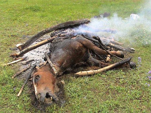 deadhorse