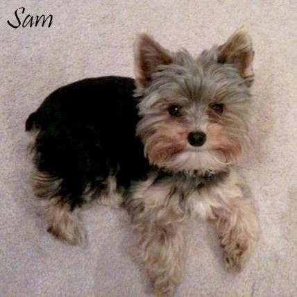 samiek